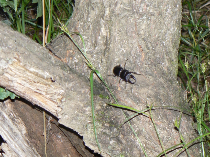 ヤナギ林の枝がくねくねしたヤナギ_ヒラタクワガタ♂_2021年6月14日20時25分頃 気温22度